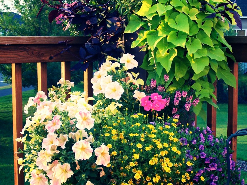 flower-urn-color-annuals-deck-mn.jpg