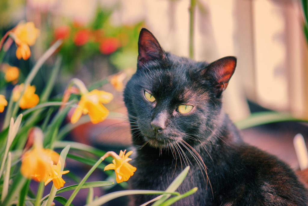 daffodils are safe for cats