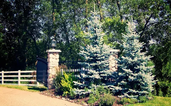 Stone pillar driveway entrance with a split-rail fence and blue spruce evergreens