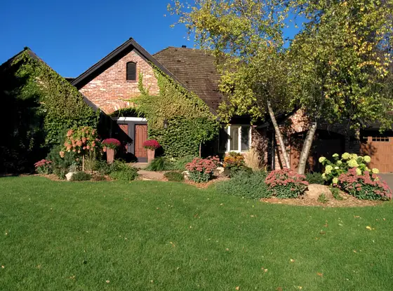 Autumn foundation garden with mums, hydrangeas, and boulder accents framing an ivy-covered brick Edina home