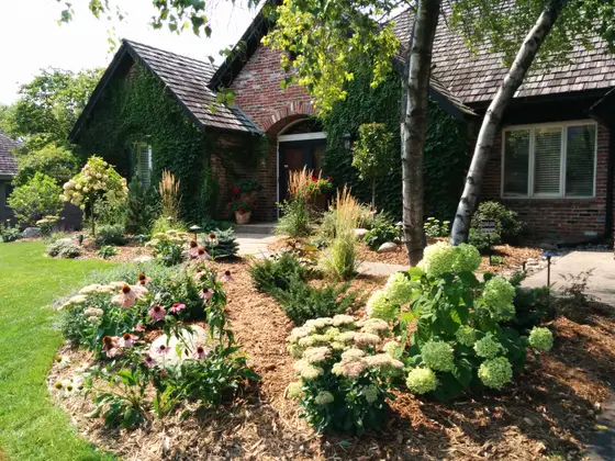 Layered front garden of purple coneflowers, limelight hydrangeas, and ornamental grasses along a mulched bed