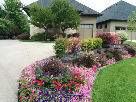 Vibrant front-yard flower bed bursting with pink and purple petunias along a stone-edged driveway