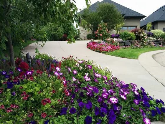 Curved driveway lined with lush purple petunias and mixed annual flower beds in front of a large home