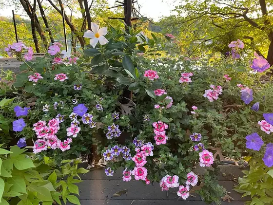 Raised garden planter overflowing with pink and purple petunias in warm evening light