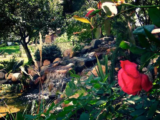 Backyard pond with a rock waterfall surrounded by ornamental grasses and a red rose in bloom