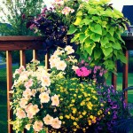 flower-urn-color-annuals-deck-mn.jpg