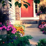 flowers-color-sidewalk-annuals-urns-mn.jpg