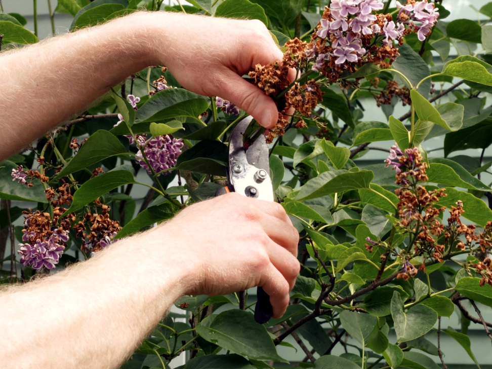 garden pruning